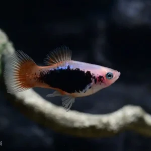 Must-Have Platy Red Tail Silver Coral (Xiphophorus maculatus)